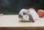 very cute Pure Bred mini Lops Carousel 11