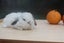 very cute Pure Bred mini Lops Carousel 8