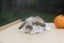 very cute Pure Bred mini Lops Carousel 15