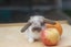 very cute Pure Bred mini Lops Carousel 14