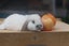 very cute Pure Bred mini Lops Carousel 12