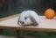 very cute Pure Bred mini Lops Carousel 13