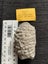 Beautiful Fern Tree Seed Fossil Carousel 2