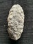 Beautiful Fern Tree Seed Fossil Carousel 4