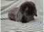 Cute purebred pedigree baby mini lop bunny rabbit Carousel 3