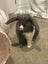 Bunny Rabbit - NEEDS REHOMING - 3 Years Old - Male Carousel 3