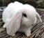 Baby Rabbits - Cute & Attractive Carousel 1