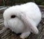 Baby Rabbits - Cute & Attractive Carousel 3