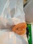 Naked Carrot, is it a Male or female you decide Carousel 5