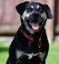 Khan - Huntaway x, very loved medium size boy, perfect with children and dogs Carousel 6