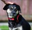 Khan - Huntaway x, very loved medium size boy, perfect with children and dogs Carousel 7
