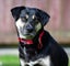 Khan - Huntaway x, very loved medium size boy, perfect with children and dogs Carousel 9