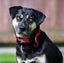 Khan - Huntaway x, very loved medium size boy, perfect with children and dogs Carousel 10