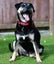 Khan - Huntaway x, very loved medium size boy, perfect with children and dogs Carousel 11