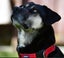 Khan - Huntaway x, very loved medium size boy, perfect with children and dogs Carousel 4