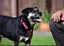 Khan - Huntaway x, very loved medium size boy, perfect with children and dogs Carousel 8