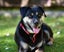 Khan - Huntaway x, very loved medium size boy, perfect with children and dogs Carousel 3