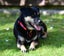 Khan - Huntaway x, very loved medium size boy, perfect with children and dogs Carousel 15