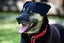 Khan - Huntaway x, very loved medium size boy, perfect with children and dogs Carousel 16