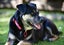 Khan - Huntaway x, very loved medium size boy, perfect with children and dogs Carousel 5