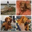 Hungarian Vizsla for adoption Carousel 2