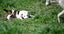 Abby – 6 weeks Smithfield puppy rescue, 100% pet score in Volhard Aptitude Test Carousel 10