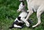Abby – 6 weeks Smithfield puppy rescue, 100% pet score in Volhard Aptitude Test Carousel 11