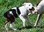 Abby – 6 weeks Smithfield puppy rescue, 100% pet score in Volhard Aptitude Test Carousel 12