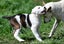 Abby – 6 weeks Smithfield puppy rescue, 100% pet score in Volhard Aptitude Test Carousel 13