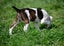 Abby – 6 weeks Smithfield puppy rescue, 100% pet score in Volhard Aptitude Test Carousel 14
