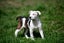 Abby – 6 weeks Smithfield puppy rescue, 100% pet score in Volhard Aptitude Test Carousel 6