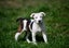 Abby – 6 weeks Smithfield puppy rescue, 100% pet score in Volhard Aptitude Test Carousel 5