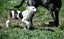 Abby – 6 weeks Smithfield puppy rescue, 100% pet score in Volhard Aptitude Test Carousel 15