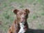 Sophie - loves people, 2 years old gentle and beautiful rescue momma Carousel 15