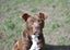 Sophie - loves people, 2 years old gentle and beautiful rescue momma Carousel 16
