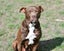 Sophie - loves people, 2 years old gentle and beautiful rescue momma Carousel 17
