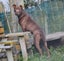 Sophie - loves people, 2 years old gentle and beautiful rescue momma Carousel 7
