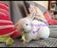 Purebred baby minilops!!! Carousel 8