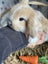 **Trained Mini Lop Bunny Rabbits & Care Package** Carousel 3
