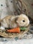 **Trained Mini Lop Bunny Rabbits & Care Package** Carousel 5