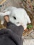 **Trained Mini Lop Bunny Rabbits & Care Package** Carousel 6