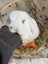 **Trained Mini Lop Bunny Rabbits & Care Package** Carousel 7