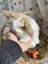 **Trained Mini Lop Bunny Rabbits & Care Package** Carousel 9