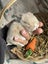 **Trained Mini Lop Bunny Rabbits & Care Package** Carousel 12