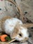 **Trained Mini Lop Bunny Rabbits & Care Package** Carousel 11