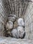 Mini lop rabbits Carousel 1