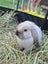 Mini lop rabbits Carousel 3