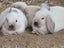 Mini lop rabbits Carousel 4