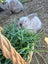 Mini lop rabbits Carousel 6