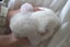 Purebred Minilop Bunnies Carousel 3